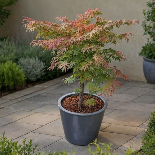 Acero giapponese little - acero,