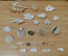LOTTO CONCHIGLIE VINTAGE 25 pezzi 