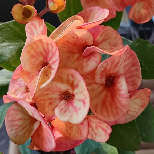 Euphorbia milii pianta ibrida - euphorbia,