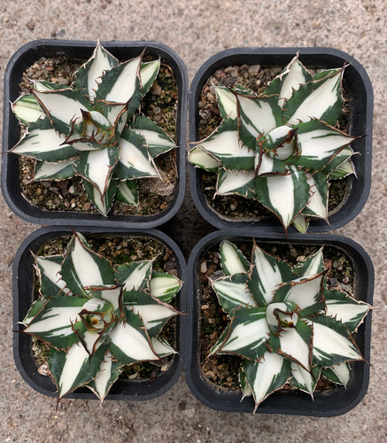Vendita rara agave - 1,
