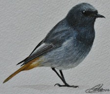 Dipinto acquerello originale di un uccellino nero Redstart arte britannica