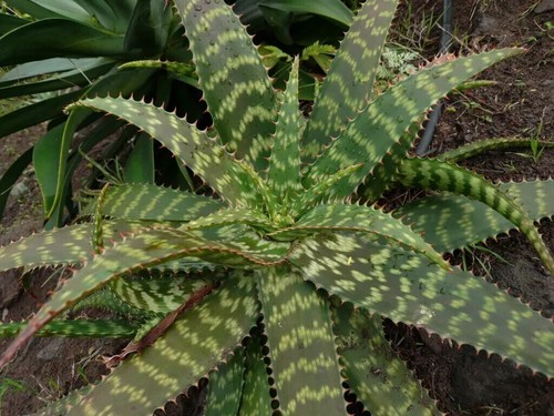 Semi aloe lateritia - semi,