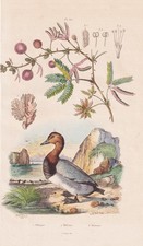 Anatre Ducks Mimosa Uccello