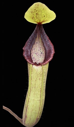 Nepenthes hamata rare - nepenthes, x