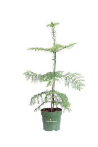 Pianta araucaria - pianta, di