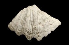 Conchiglia grande fossile gigante Conchiglie da collezione naturale Cm 21 Kg 1