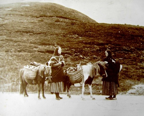 Shetland pony ponies 1900 - shetland,