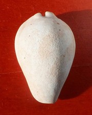 GASTÉROPODE FOSSILE MIOCÈNE