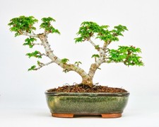 Bonsai di Acero Testa di Leone