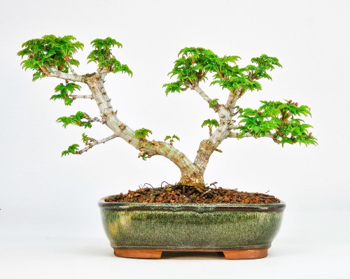 Bonsai acero testa - acero, di