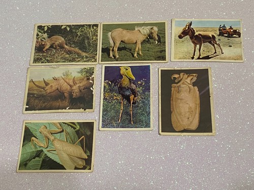 Animali tutto il mondo - ,