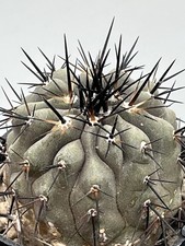 Copiapoa Cinerea Cinerea  Vaso