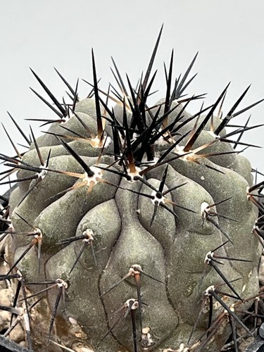 Copiapoa cinerea vaso - cinerea,