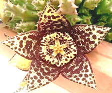 Talea a DOPPIO stelo collegato di Stapelia Variegata, Fiore potenziale in foto