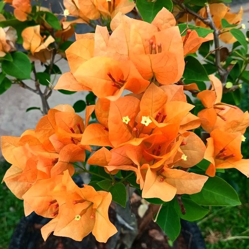 Buganville bougainvillea - buganville, "bougainvillea"