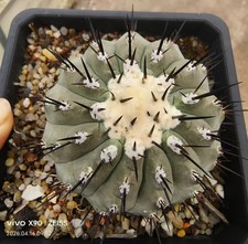 Rara pianta di cactus 7,5 cm