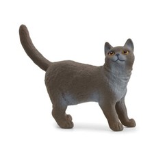 Gatto British Shorthair