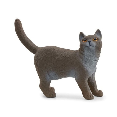 Gatto british shorthair - gatto,