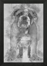 Bulldog inglese cucciolo 2 un