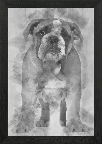 English bulldog puppy an - bulldog,