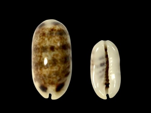 Cypraea listeri - , f