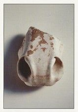 Postcard Maria Rucker