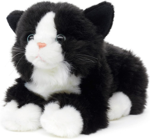 Gatto bianco e nero - gatto,