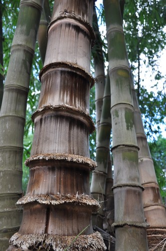Bamboo semi - bamboo,