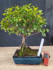 bonsai di ciliegio cinese h 32