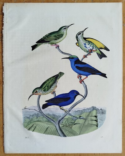 Colibrì uccellini miele - ,
