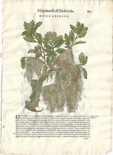 Stampa antica MATTIOLI