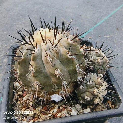 Vendita rara pianta - , cactus