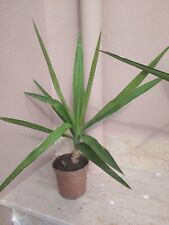 Yucca , Pianta Della Felicità, Tronchetto Della Felicità