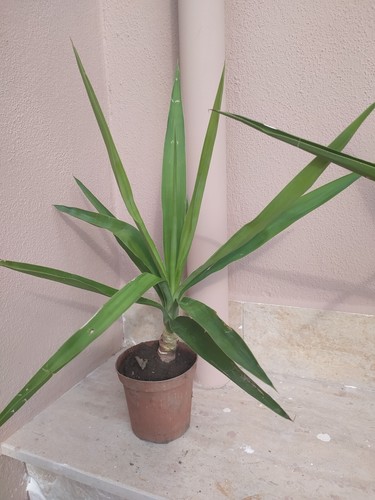 Yucca pianta della - ,,