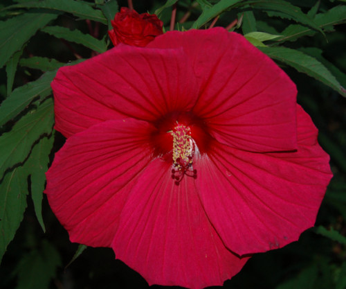 Hibiscus moscheutos red 20 - hibiscus,