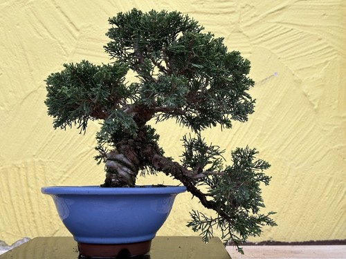 Bonsai joe chin ginepro - bonsai,