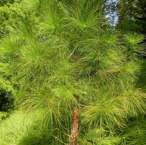 Pinus caribaea var hondurensis
