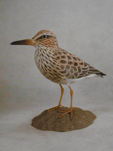 Sandpiper pettorale scultura