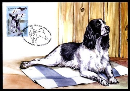 Cani caccia spaniel - cani, da