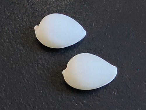 Conchiglia shell margovula - conchiglia,