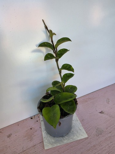 Heavenly hoya - hoya, carnosa
