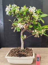 bonsai di melo   h 44 cm