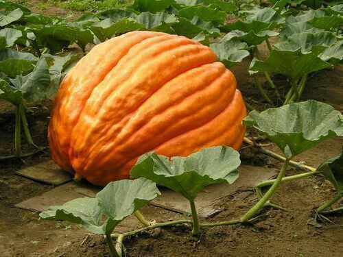 Semi zucca gigante big - di,