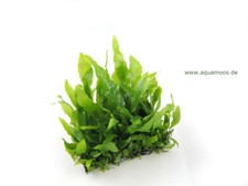 Microsorum pteropus Short