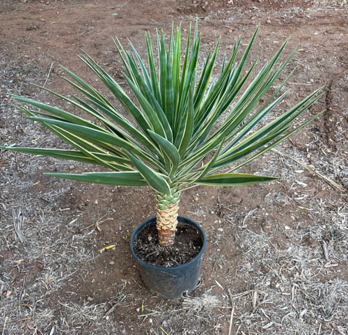 Yucca aloifolia marginata - yucca,
