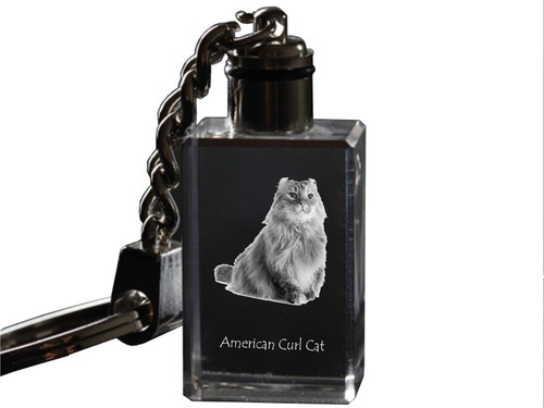 Gatto riccio americano