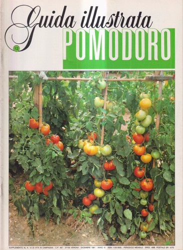 Guida illustrata pomodoro - pomodoro,