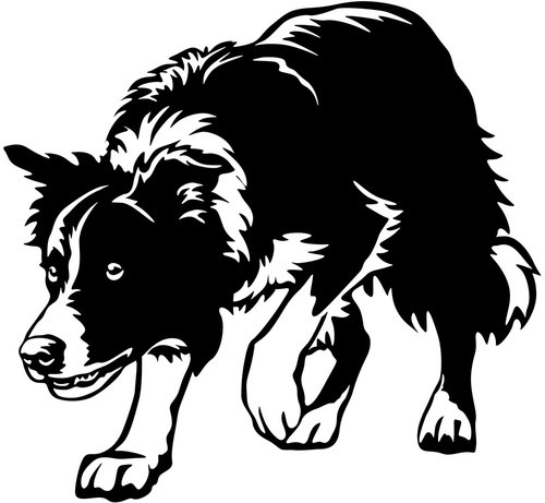 Adesivo border collie - border,