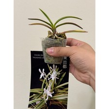 Vanda falcata "higashide