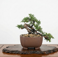 Bonsai Mame di Ginepro